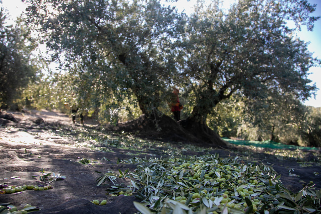 PARQUEOLIVA DOP LATA