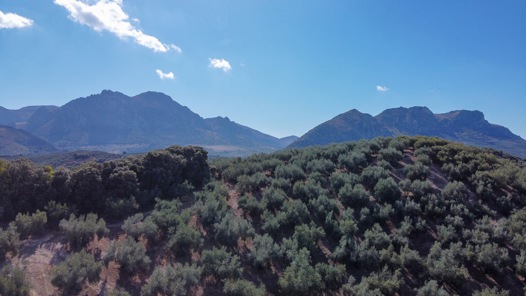 PARQUEOLIVA DOP LATA