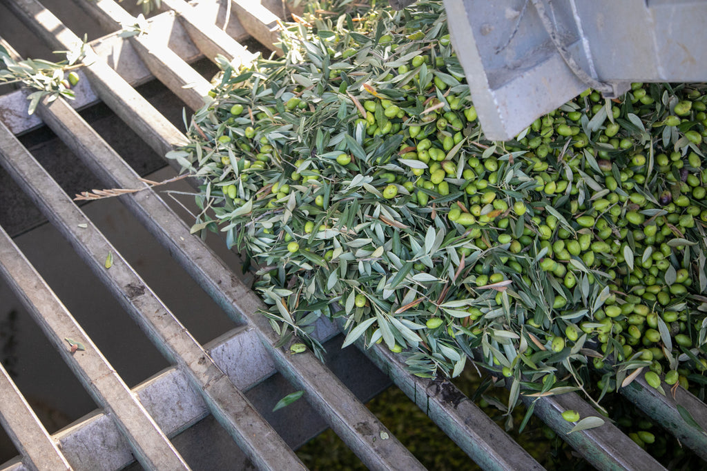 PARQUEOLIVA DOP LATA