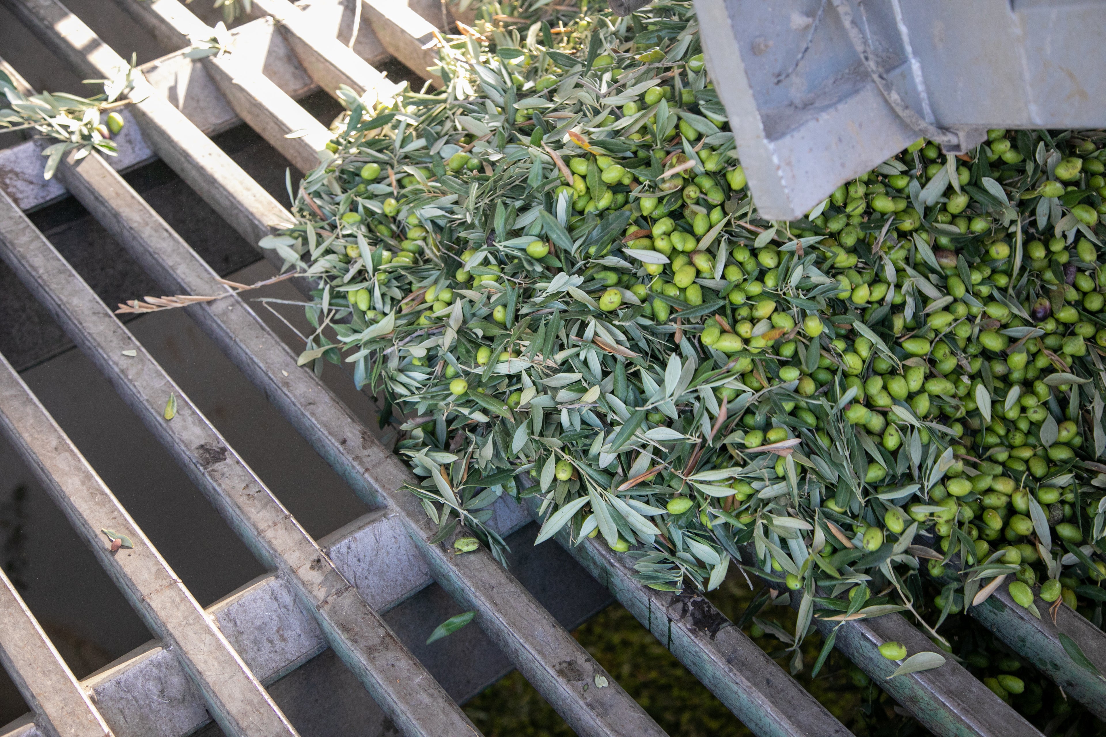 PARQUEOLIVA SERIE ORO LATA