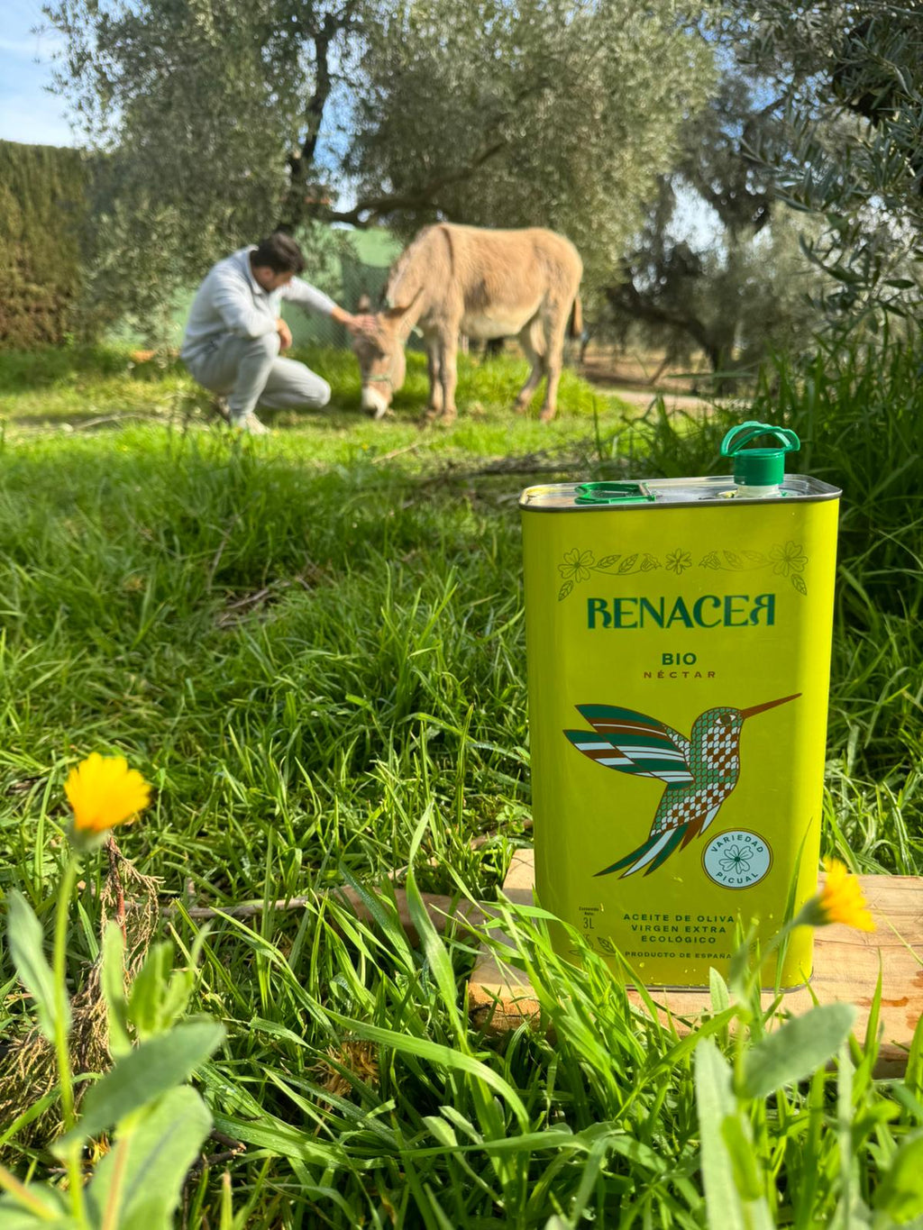 RENACER ACEITE DE OLIVA VIRGEN EXTRA ECOLÓGICO - AOVE PREMIUM PICUAL