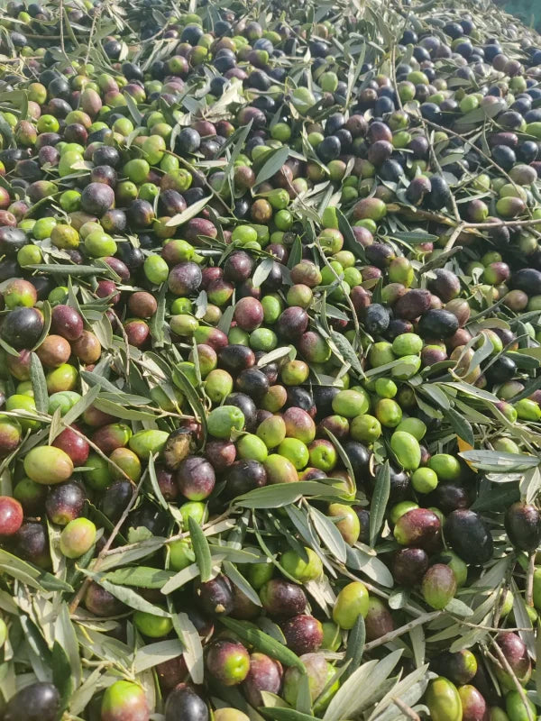 RENACER ACEITE DE OLIVA VIRGEN EXTRA ECOLÓGICO LATA 3L PICUAL