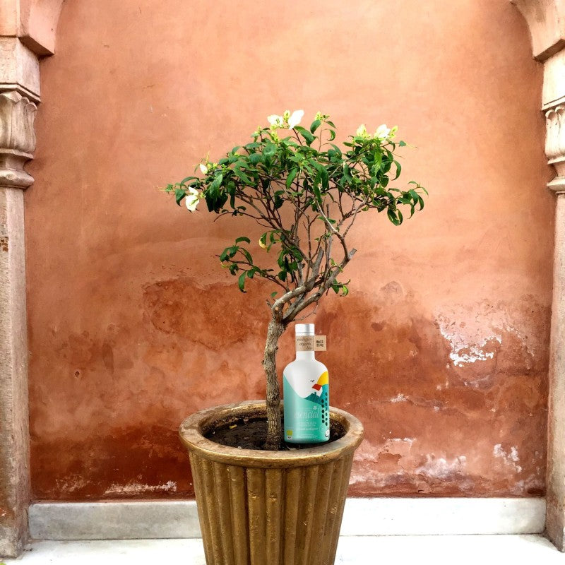 ESENCIAL AOVE ECO 500 ml